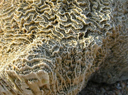 Ученый разрабатывает цемент, имитируя технологию образования кораллов