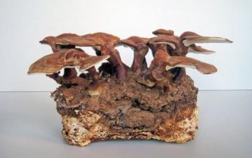 Новые строительные кирпичи из мицелия грибов