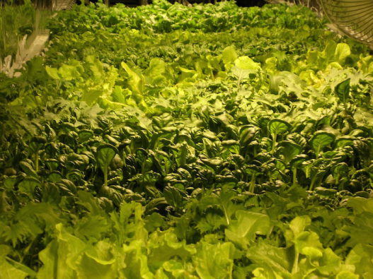 1 миллион килограмм овощей будет выращиваться на вертикальной ферме в Ньюарке