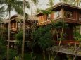 Курорт на деревьях на Бали: тропическое место для отдыха