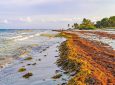 Морские водоросли будут использоваться в строительстве городов будущего