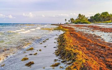 Морские водоросли будут использоваться в строительстве городов будущего
