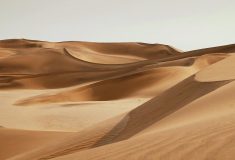 Древесные отходы превращают пустынный песок в строительный материал